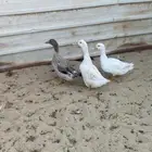 للبيع بط و سمان