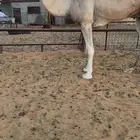 حايل فيه ذيبه ورجله فيه صده وناقه كفوو