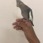 طير كروان اليف تم البيع