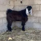 تيس للبيع