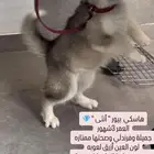 هاسكي جرو