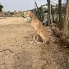 سلقه عربيه للبدل بجرو او شي مدرب