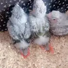 فروخ كنيور(((تم البيع))