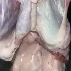 جفار وتيوس شحم وسط