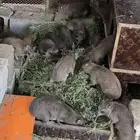 وباره