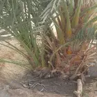 فروخ نخل خلاص وسكري وبرحي