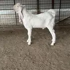 فحل ابيض ابرص