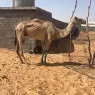 ركبي شرط للبيع