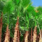 نخل زراعه نخيل مثمر واشنطن زينه واشنطني اشجار