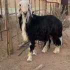 فحل نجدي
