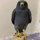 بكة جليمية