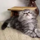 سكوتش فولد لونق هير هملايا هاف بيكي بيرشن كاليكو شيرازي قطه