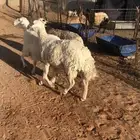 ثنيه ورباع وسديس حيل شحم بالقرين