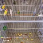 روز البيع جمله ( تم البيع )