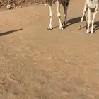 عشرا بكر
