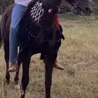 حصان واهو مكس