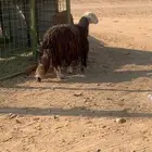 للبيع نعجه نجديه صنف وكوم مضرع له اربع شهور