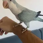 كويكر ( تم البيع)