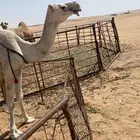 ناقه مغتر ضروبه