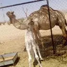 خلفه مصغر عليها بكره عمرها 8 ايام ديدد لبن هداوه شرط عربيه