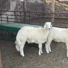 ذبايح ذبائح حري حريات ذبيحه ذبيحة طلي رخال جبر هرفي
