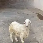 خروف اصفر كفو جدا وشرط السلامه