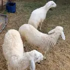 طليان للبيع