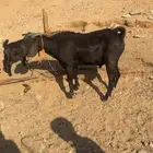 تيس للبيع