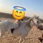 فرس شعبيه مع مهره