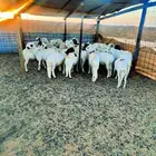 للبيع بهم سواكن فل شحم الموقع عشيره