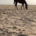 ابي اسطبل يدرب ركوب خيل بسعر مناسب