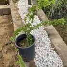 زراعه حدايق وتنسيق