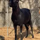 فحل مرسيانو اصل وفصل