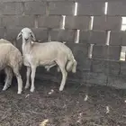 خروف حري ( تم البيع )