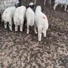 بهم