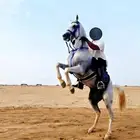 خيول للإيجار ورحلات على البحر