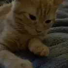 قطط للتبني