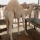 قعود لباني على حليب وشعير وبرسيم