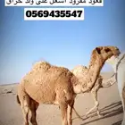 قعود مفرود