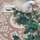 فروخ روز متوفر تمارا