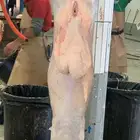 ذبايح مرابي عسير