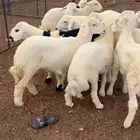 بهم حري طيب