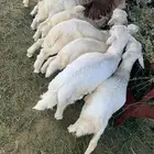 بهم كفو ماشاءالله