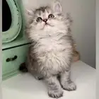 كيتن انثى ذكر سكوتش شيرازي هملايا قطه قطوه قطط تابي تمارا