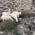 بهم(تم البيع)