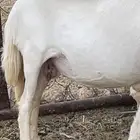 شاه دافع صنف