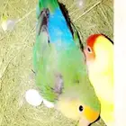 ترويض ببغاوات