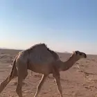 معالج للبل
