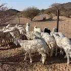 ذبايح زوجات ومناسبات