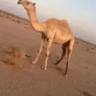 بكره رباع من أبل الراجحي وعليها وسمه